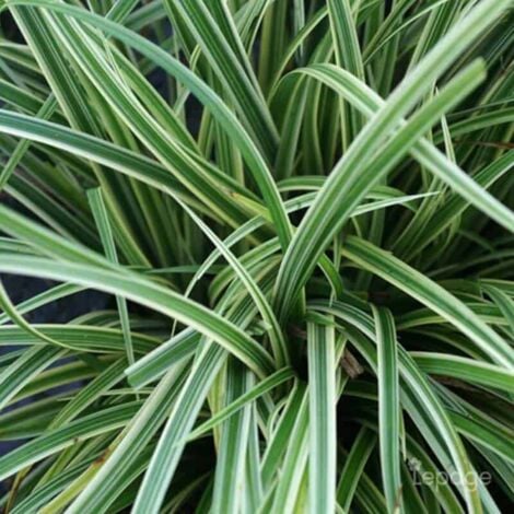 PÉPINIÈRES NAUDET 2 Laîches Japonaise 'Silver Sceptre' (Carex 'Silver Sceptre') - Vendu par 2