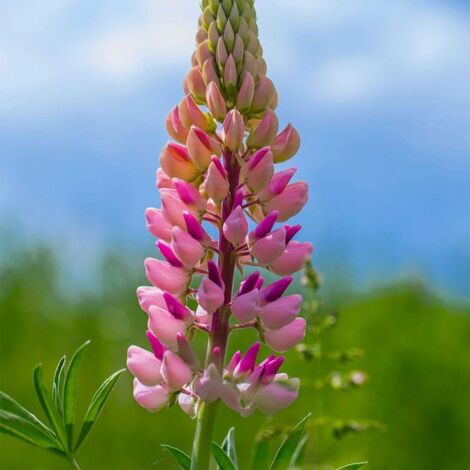 2 Lupins 'La Chatelaine' (Lupinus 'The Chatelaine') - Vendu par 2 - Lot de 2 godets