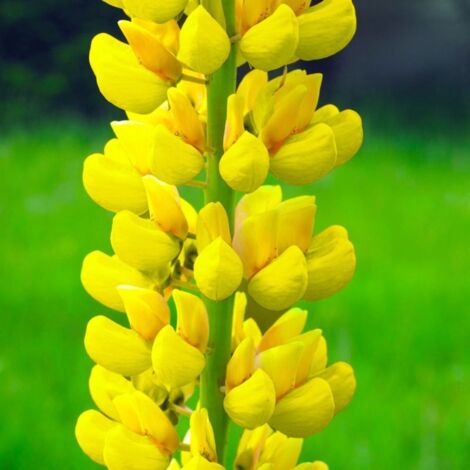 2 Lupins 'Le Chandelier' (Lupinus 'Chandelier') - Vendu par 2 - Lot de 2 godets