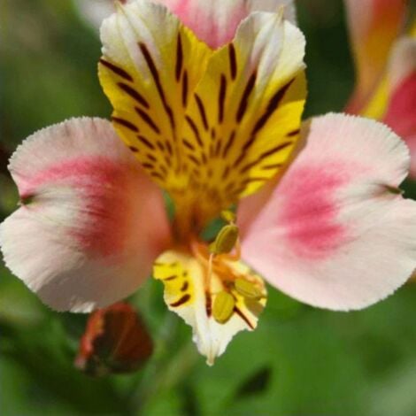 2 Lys Des Incas 'Fougeré' - Vendu par 2 - Lot de 2 godets