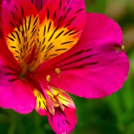 2 Lys Des Incas 'Montsoreau' - Vendu par 2 - Lot de 2 godets