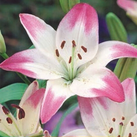 2 Lys Lollypop. . Marque : Jub. Réf. : 108220