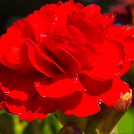 2 Oeillets 'Desmond' (Dianthus 'Desmond') - Vendu par 2 - Lot de 2 godets