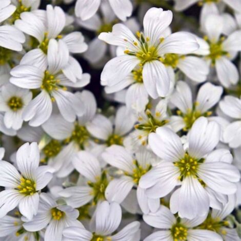 2 Oreilles de Souris ou Céraiste 'Columnae' (Cerastium 'Tomentosum Columnae') - Vendu par 2 - Lot de 2 godets