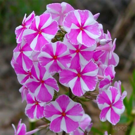 2 Phlox 'Natasha' - Vendu par 2 - Lot de 2 godets