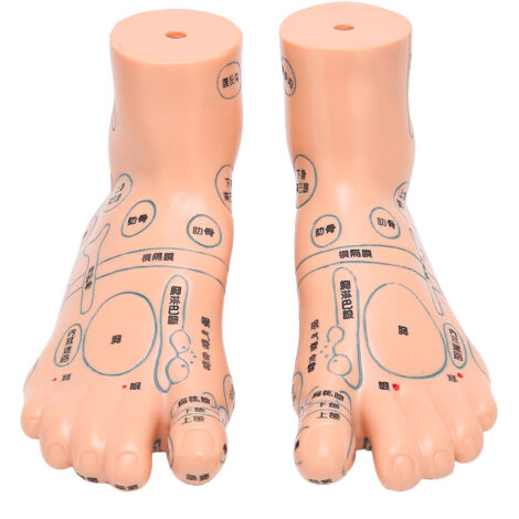 2 pièces Modèle de Pied d'Acupression 19cm / 7.5 pouces, Matériel Pédagogique pour Acupuncture