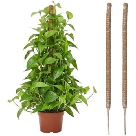 2 Pièces Tuteur Plante Grimpante en Coco sur Piquet 60 cm, Support de Croissance Plantes Grimpantes, Poteau Pliable 4 mm Largeur pour Jardin et Monstera -