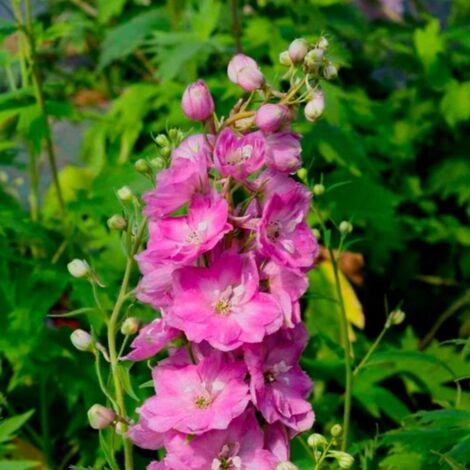 2 Pieds d'Alouette (Delphinium 'Astolat') - Vendu par 2 - Lot de 2 godets