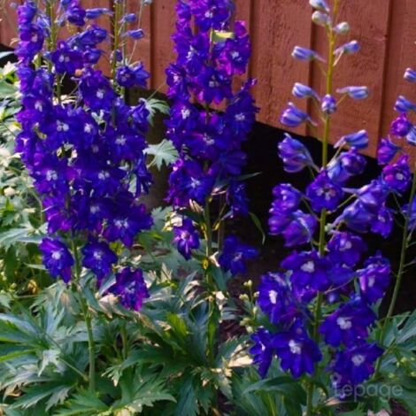 2 Pieds D'Alouette 'King Arthur' (Delphinium 'King Arthur') - Vendu par 2 - Lot de 2 godets