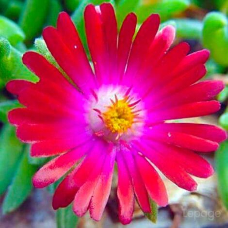 2 Pourpiers Vivace 'Jewel Of Désert Garnet' (Delosperma 'Jewel of Désert Garnet') - Vendu par 2 - Lot de 2 godets