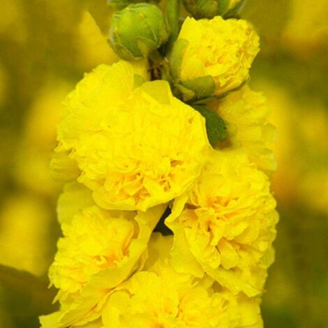 2 Roses Trémière Charter's Double Jaune (Alcea Rosea Charter's) - Vendu par 2 - Lot de 2 godets