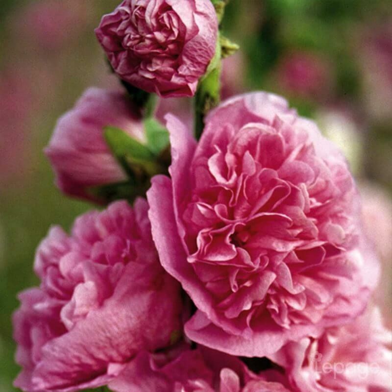 Pepinières Naudet - 2 Roses Trémière 'Double Rose' (Alcea Rosea Charter's) - Vendu par 2 - Lot de 2 godets
