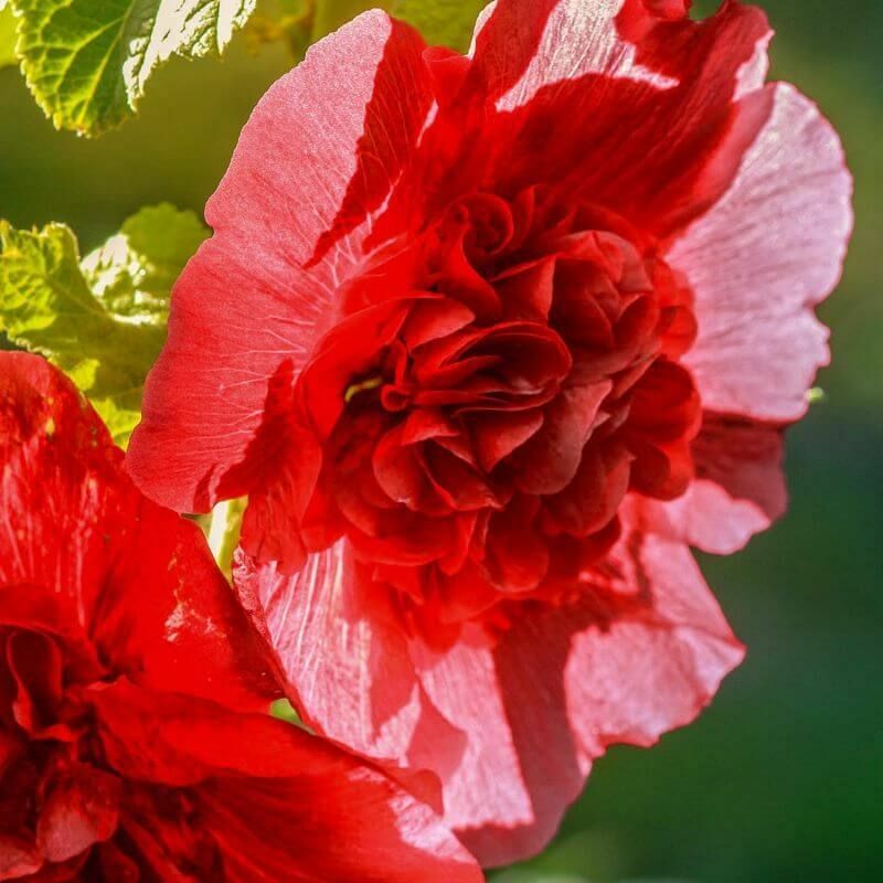Pepinières Naudet - 2 Roses Trémière 'Double Rouge' (Alcea Rosea Chater's) - Vendu par 2 - Lot de 2 godets