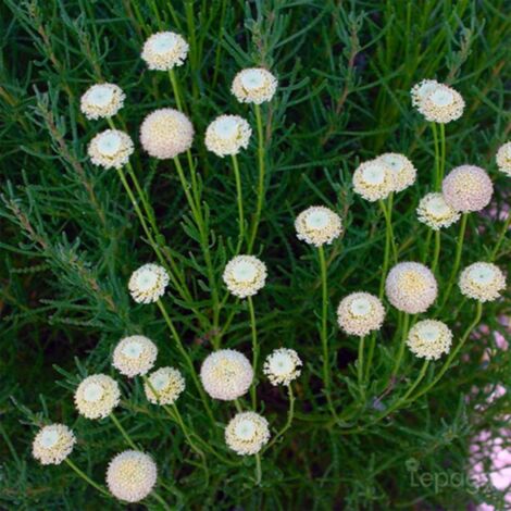 2 Santolines à Feuilles De Romarin 'Virens' (Santollina Rosmarinifolia 'Virens') - Vendu par 2 - Lot de 2 godets