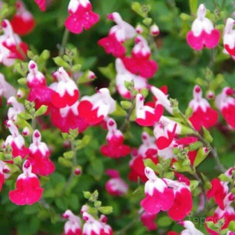 PÉPINIÈRES NAUDET 2 Sauges Bicolore 'Little Kiss' (Salvia Microphilla 'Little Kiss') - Vendu par 2