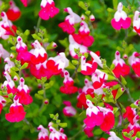 2 Sauges Bicolore 'Little Kiss' (Salvia Microphilla 'Little Kiss') - Vendu par 2 - Lot de 2 godets