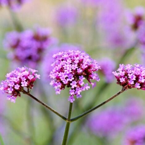 2 Verveines de Buenos Aires (Verbena Bonariensis) - Vendu par 2 - Lot de 2 godets