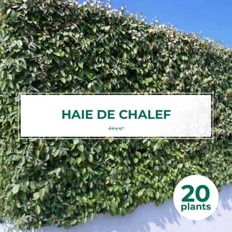 LOT de Haie en kit de 50 Photinia fraseri Red Robin et 50 Eleagnus ebbingei