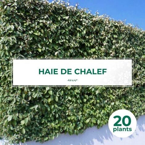 20 Chalef (Eleagnus Ebbingei) - Haie de Chalef -