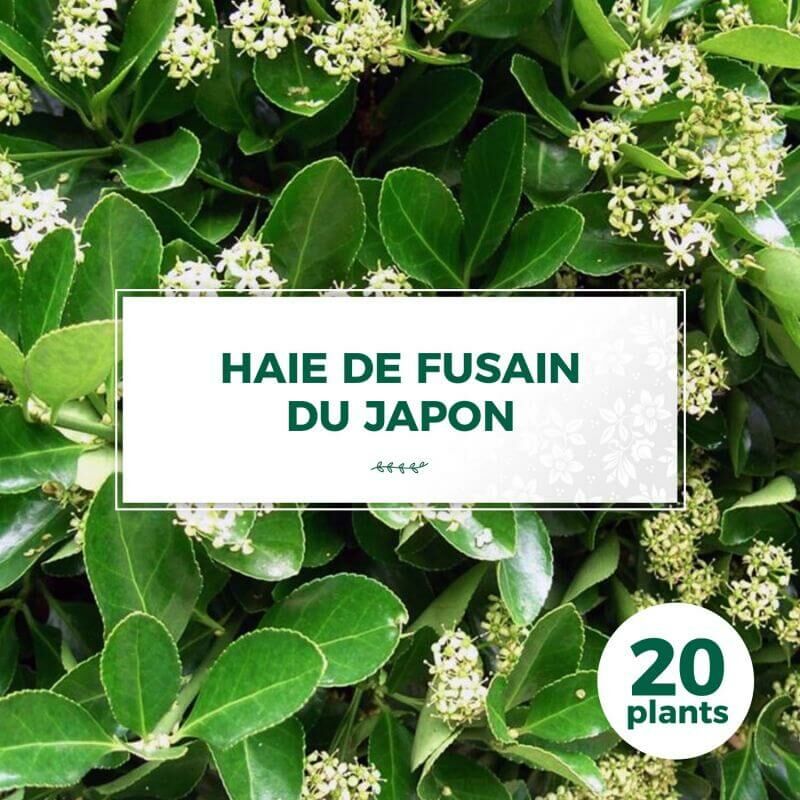 20 Fusain du Japon (Euonymus Japonicus) - Haie Fusain du Japon -