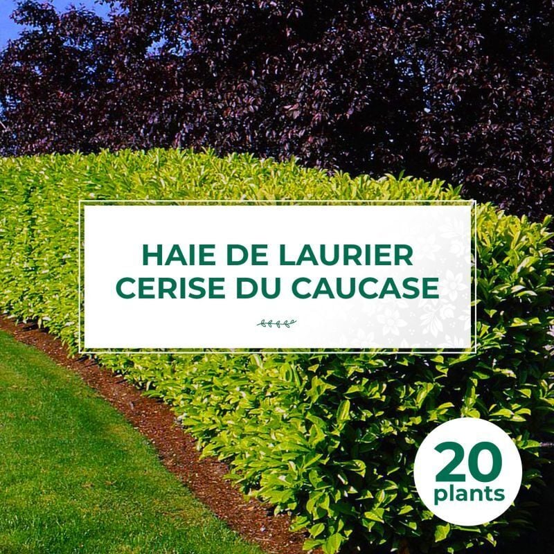 20 Laurier Cerise du Caucase (Prunus Laurocerasus Caucasica) - Haie de Laurier Cerise du Caucase