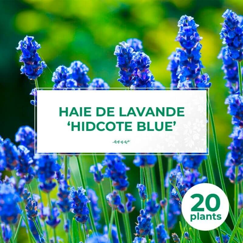 Pepinières Naudet - 20 Lavande 'Hidcote Blue' (Lanvandula 'Hidcote Blue') - Haie de Lavande -