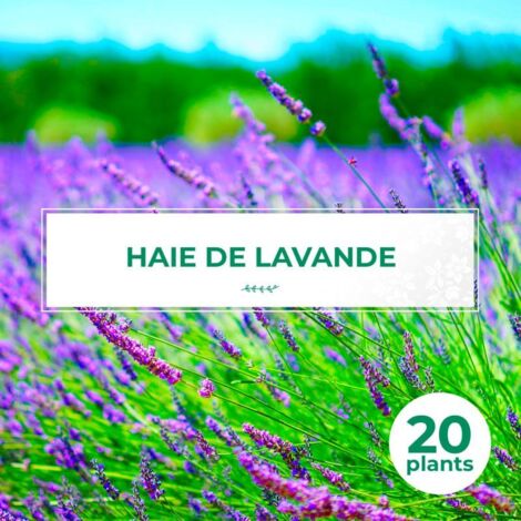 20 Lavandes (Lavandula 'Angustifolia') - Haie de Lavande -