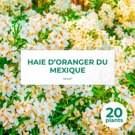20 Oranger Du Mexique (Choisya Ternata) - Haie de Oranger du Mexique -