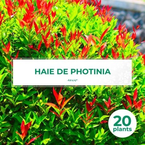 PÉPINIÈRES NAUDET 20 Photinias (Photinia Fraseri 'Red Robin') - Haie de Photinia
