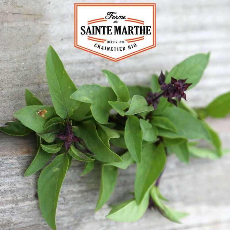 Basilic Thaï - 200 graines La Ferme Sainte Marthe