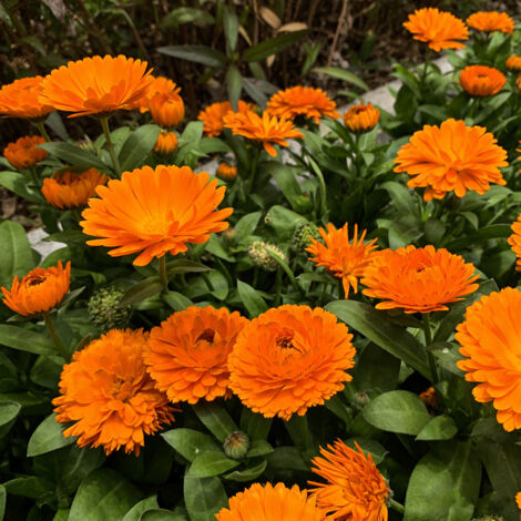 200 Ringelblumen Samen – Calendula-Mix, Einfache Aussaat, Garten, Töpfe & Balkon