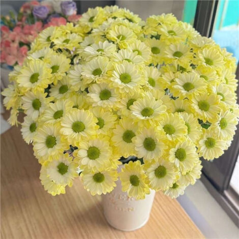 2000 African Daisy Jaune Vert Graines – Fleurs Décoratives Jardin + Engrais Inclus