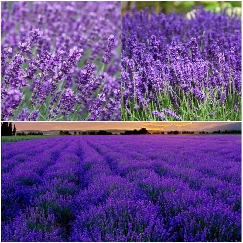 2000 Graines de Lavande - Non-OGM, Haute Germination, Fleurs Vivaces pour Intérieur et Extérieur