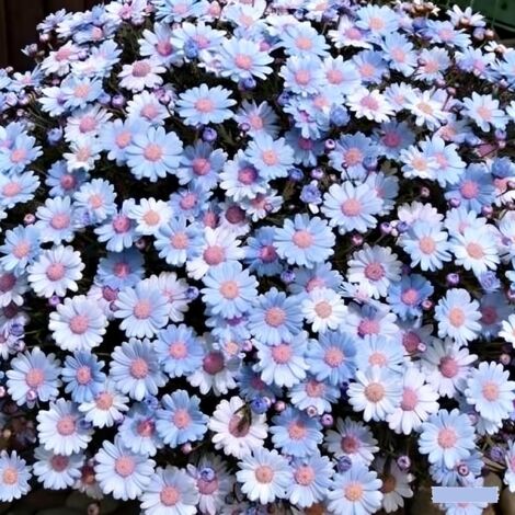 2000 graines de marguerite bleue Mau, graines de fleurs, naturellement parfumées, adaptées à la plantation en jardin, engrais inclus.