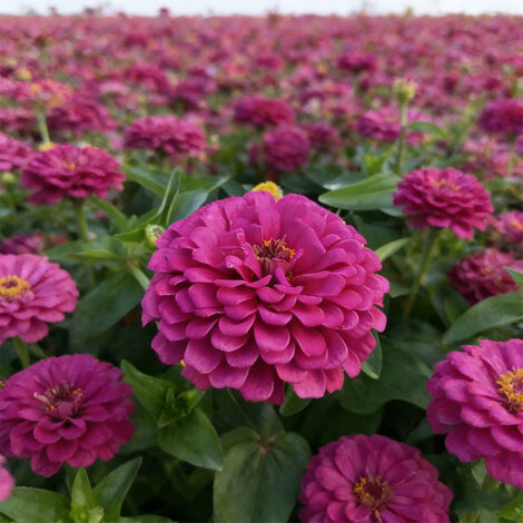 2000 Zinnia Samen – Zinnia Crazy Blend, Violett, Unbehandelt, Erb-Sorte