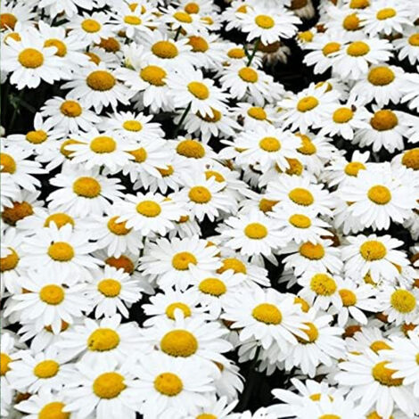 20000 Margeriten Samen – Einfache Aussaat, Weiße Blüten, Garten, Terrasse & Zier-Töpfe