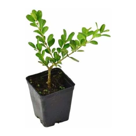 20pz Pianta Piantina Bosso Rotundifolia Boxus In Vaso 7 Cm Per Siepe Sempreverde Giardino Altezza 10-15 Cm