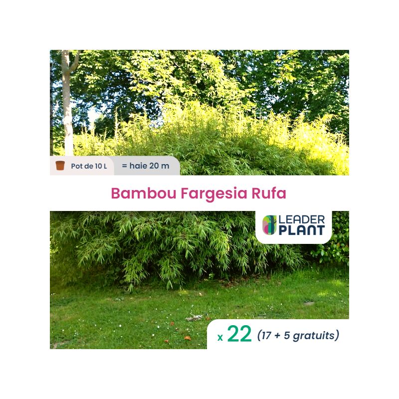 22 Bambou Fargesia Rufa pot 10 Litres