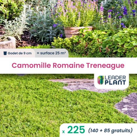 225 Camomille romaine tapissante en godet pour une surface de 25m²
