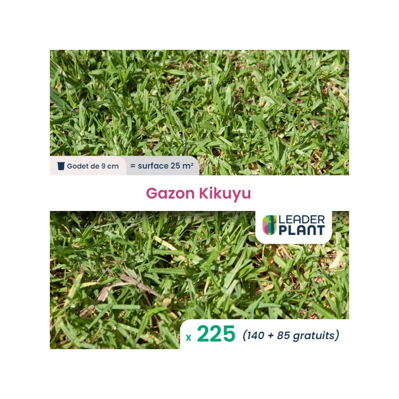 Leaderplantcom - 225 Kikuyu - Gazon Kikuyu en godet pour une surface de 25m²