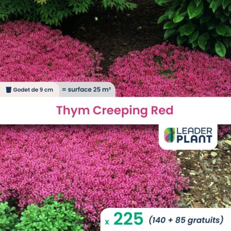 225 Thym rampant Creeping Red en godet pour une surface de 25m²