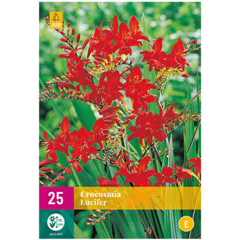 JUB 25 bulbes crocosmia lucifer 70cm de hauteur