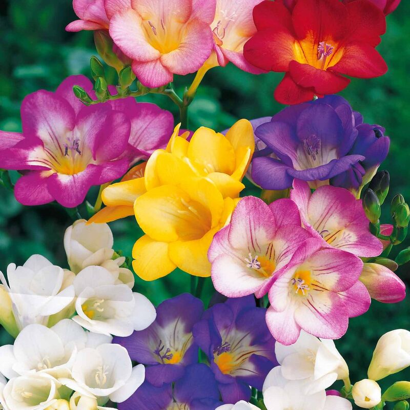 25 Freesias à fleurs simples en mélange - Multicolore