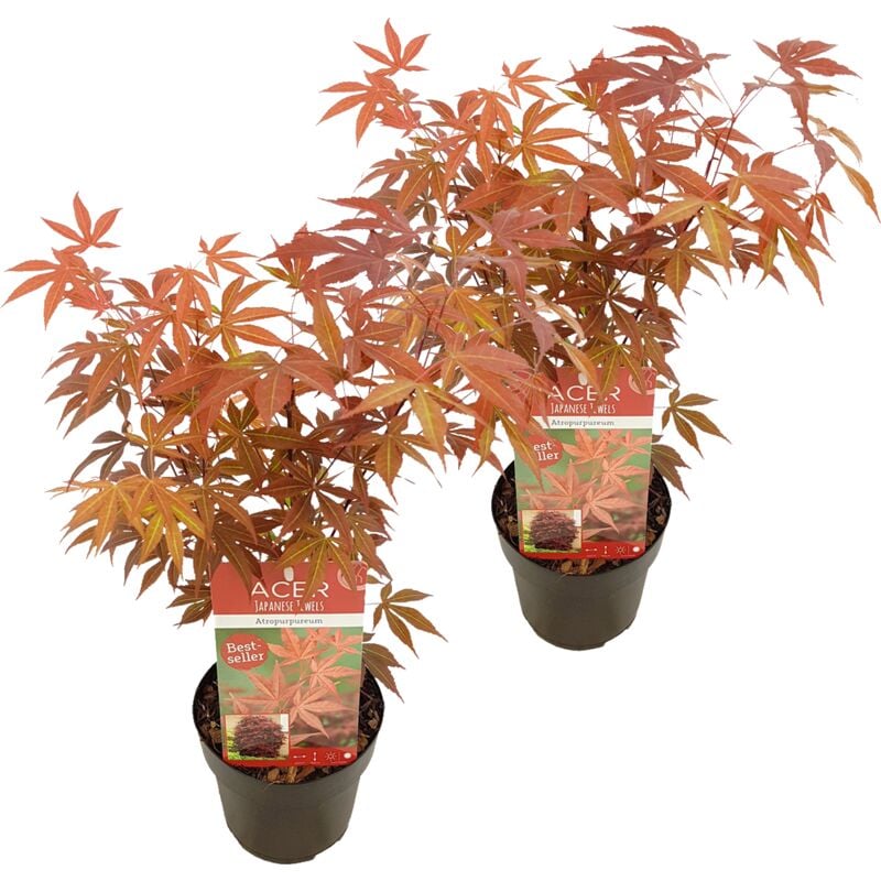 2x Acer Atropurpureum P15H45