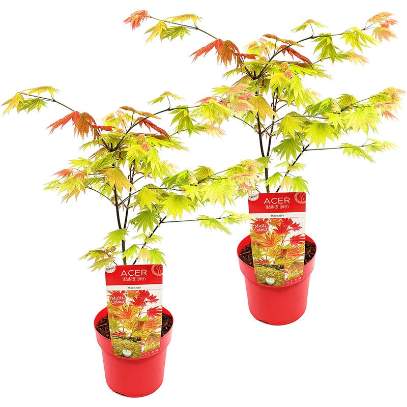 2x Acer shirasawanum 'Moonrise' - Érable du Japon - Arbuste - Rustique - ⌀19 cm - ↕40-50 cm