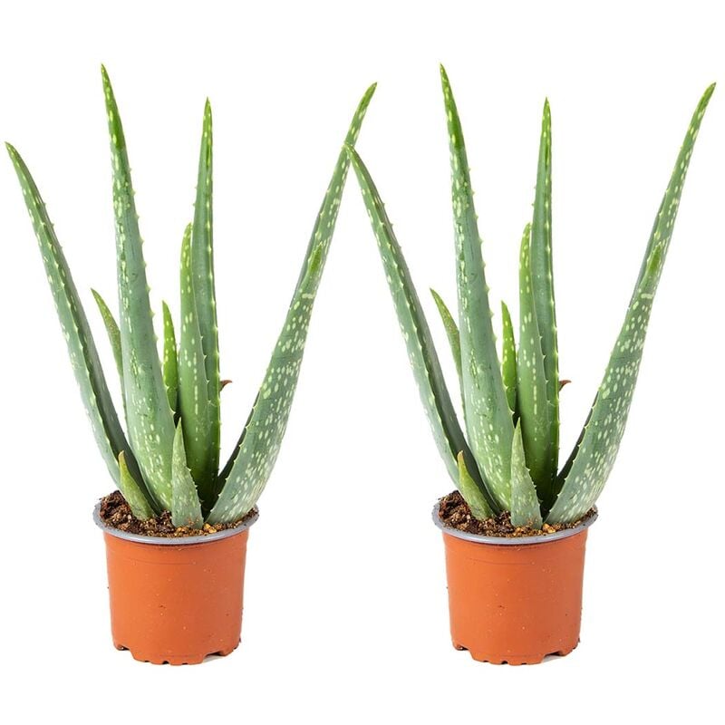 Bloomique - 2x Aloe Vera Barbadensis - Plante grasse - Entretien facile - ⌀10.5 cm - ↕30-35 cm - Green
