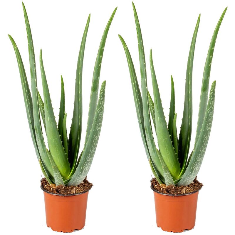 Bloomique - 2x Aloe Vera Barbadensis - Plante grasse - Entretien facile - ⌀12 cm - ↕35-40 cm - Green