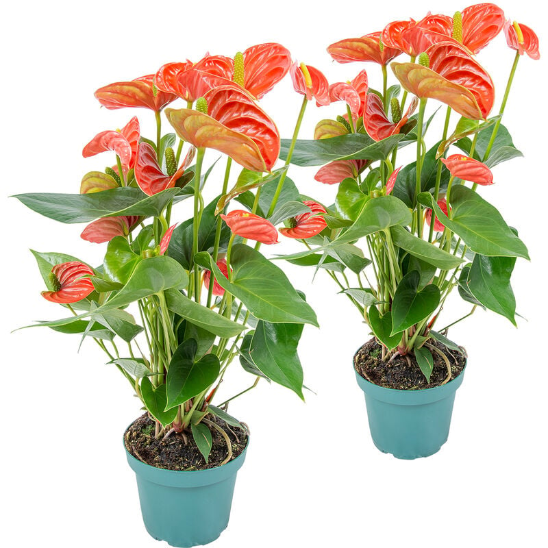 Bloomique - 2x Anthurium 'Aristo' Orange - Flamingo Plant - Facile d'entretien -⌀12 cm - ↕30-40 cm - Orange