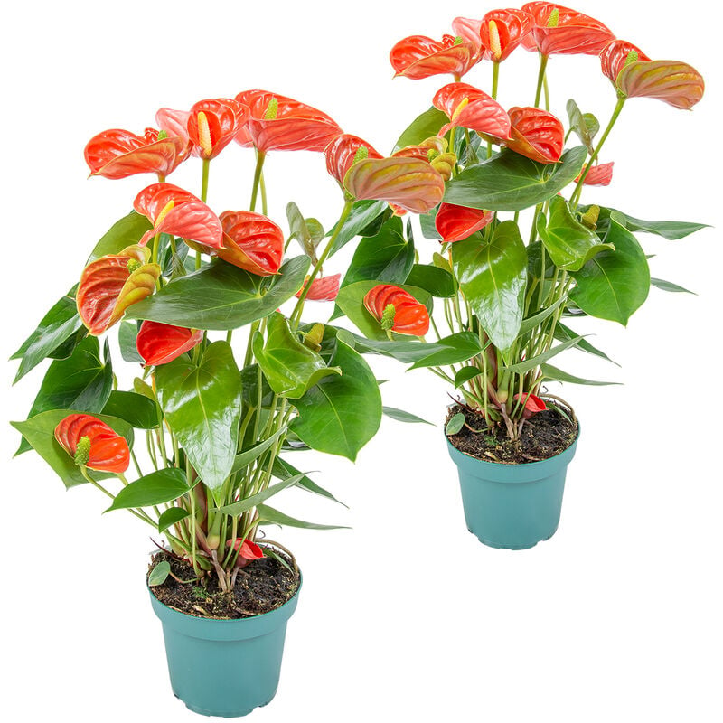 Bloomique - 2x Anthurium Aristo Orange - Plante Flamingo - Facile d'entretien - ⌀14 cm - ↕45-55 cm