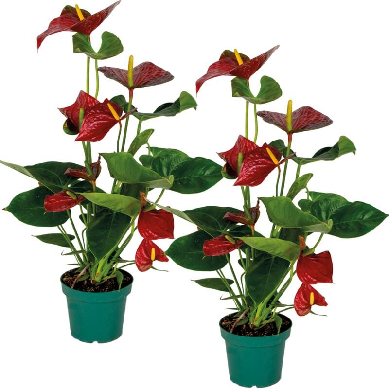 2x Anthurium 'Aristo' Red– Flamingo Plant - Facile d'entretien - ⌀14 cm - ↕45-55 cm - Red